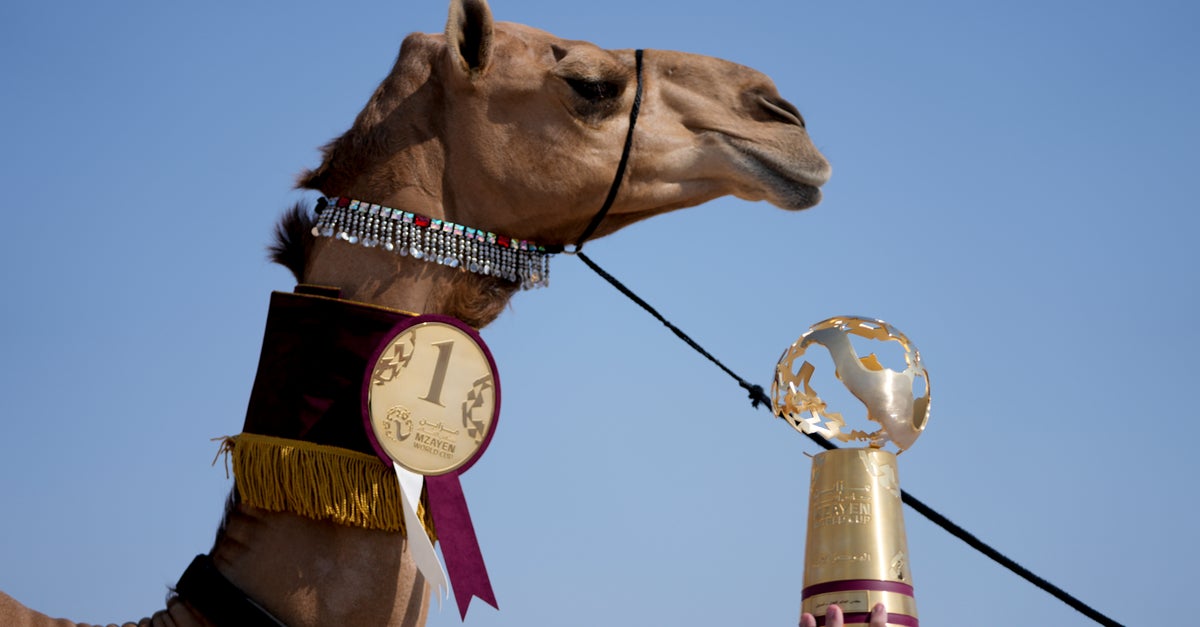 Alternate ‘World Cup’ Pits Camels Against Each Other In Qatar Beauty Contest Alternate ‘World Cup’ Pits Camels Against Each Other In Qatar Beauty Contest