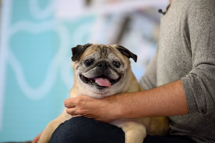 Noodle the pug in June.