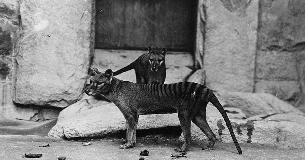 Hallan los restos del último Tigre de Tasmania en el armario de un museo