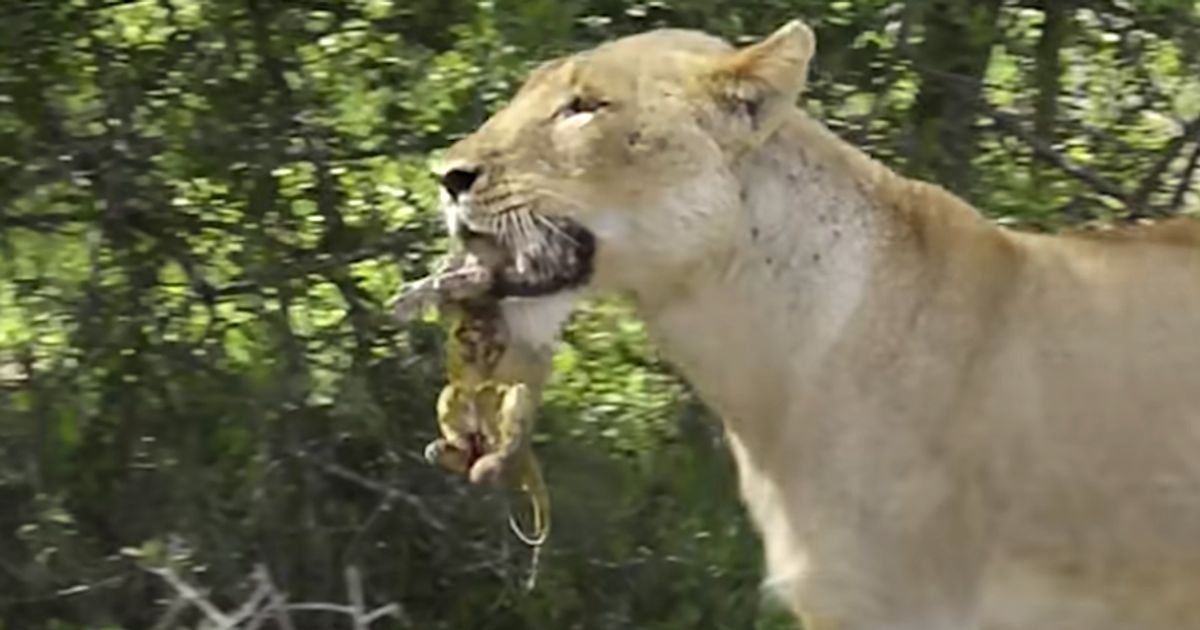 Watch Rare Video Of Lion Giving Birth In Wild Because Nature Is