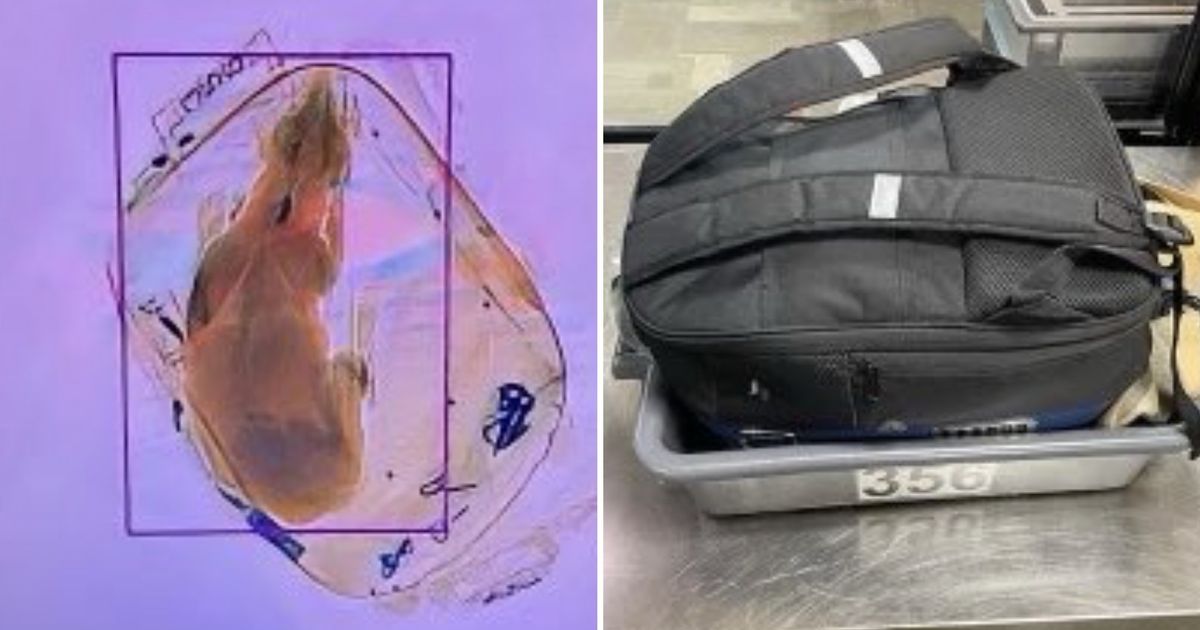 TSA Finds Dog In Backpack Sent Through X-Ray Machine