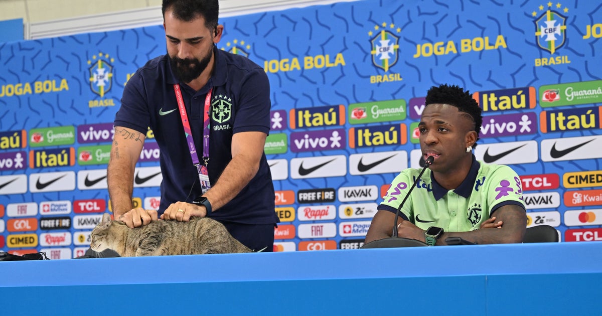 A Cat Is At The Center Of Latest World Cup Controversy - Vimarsana News