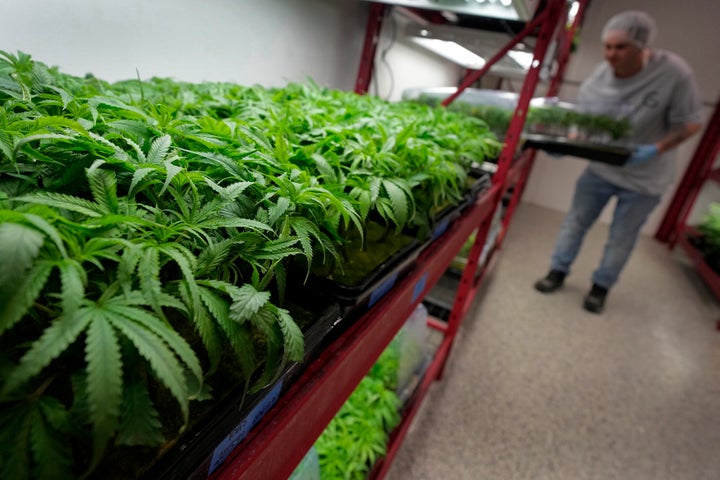 Michael Stonebarger sorts young cannabis plants at a marijuana farm operated by Greenlight on Oct. 31, 2022, in Grandview, Mo. (AP Photo/Charlie Riedel, File)