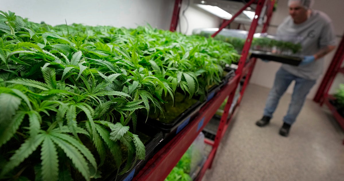 Marijuana Now Legal In Missouri, But You Can't Buy It Yet - Vimarsana News