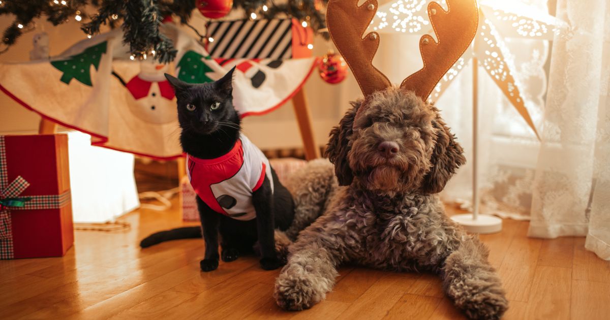 11 Holiday Items That Are Secretly Dangerous For Pets