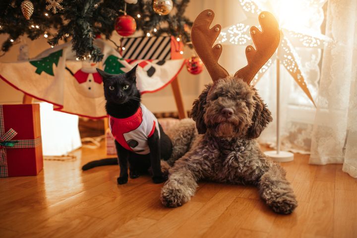 Christmas trees, ornaments and lights all pose a risk to pets. 