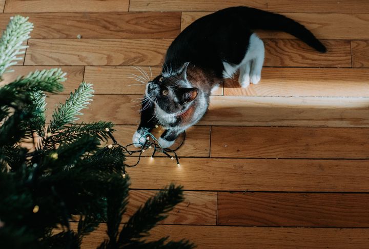 Vigilance is key to keeping pets safe around the holidays. 