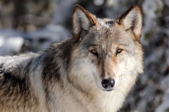 The wolves will be transported from northern Rocky Mountain states to Colorado.