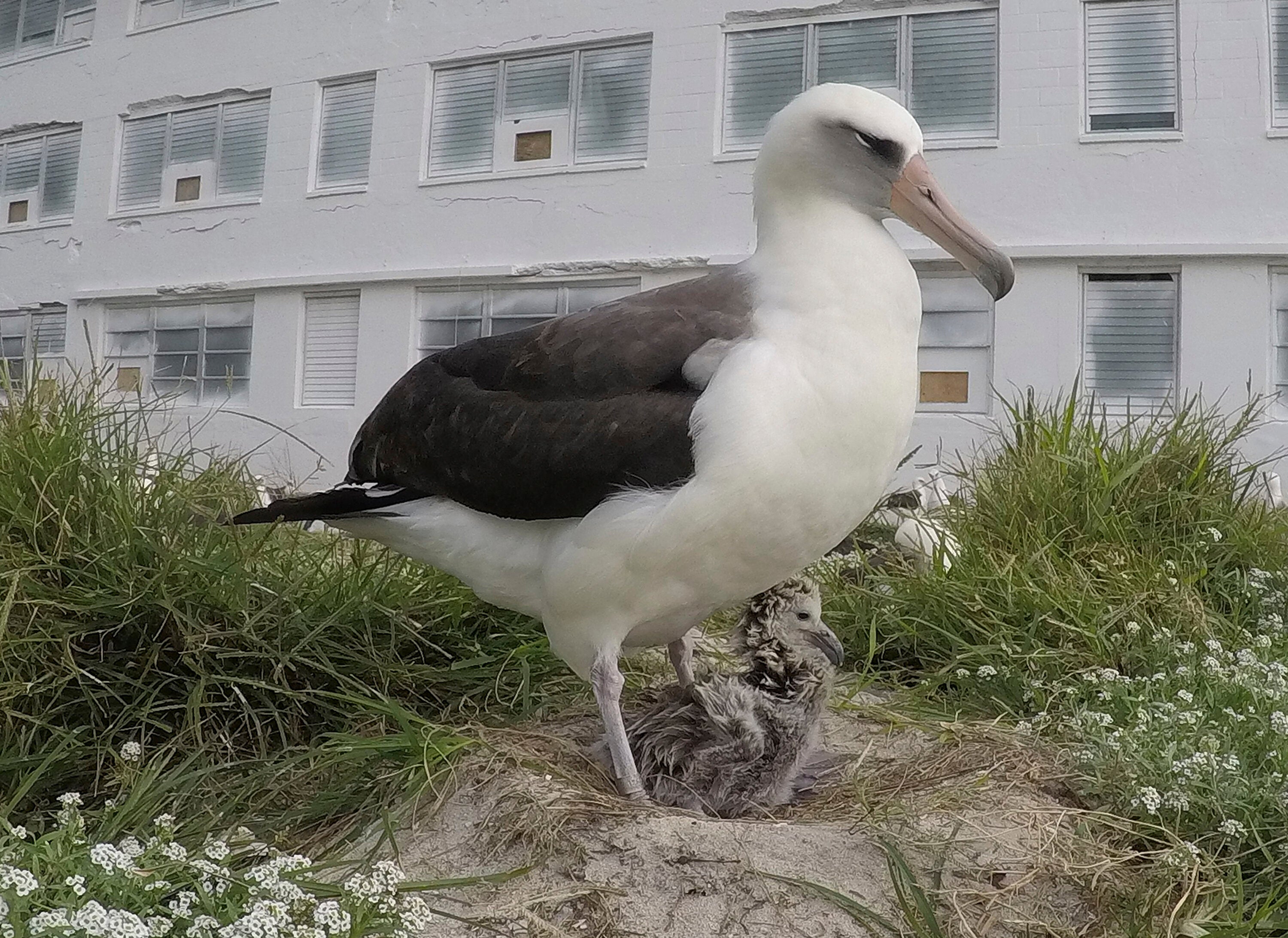 Wisdom, World's Oldest Known Wild Bird, Spotted Once Again At Age 71 ...