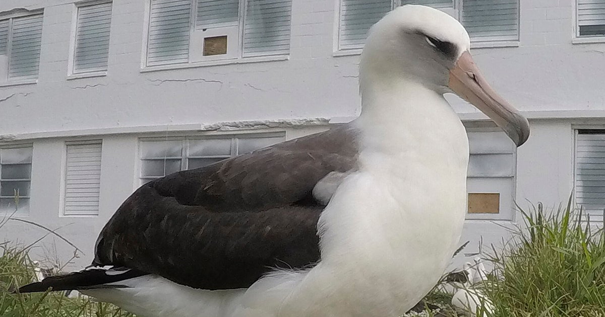 Wisdom, World’s Oldest Known Wild Bird, Spotted Once Again At Age 71 Wisdom, World’s Oldest Known Wild Bird, Spotted Once Again At Age 71
