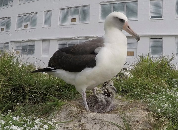 Wisdom and one of her chicks in 2018.