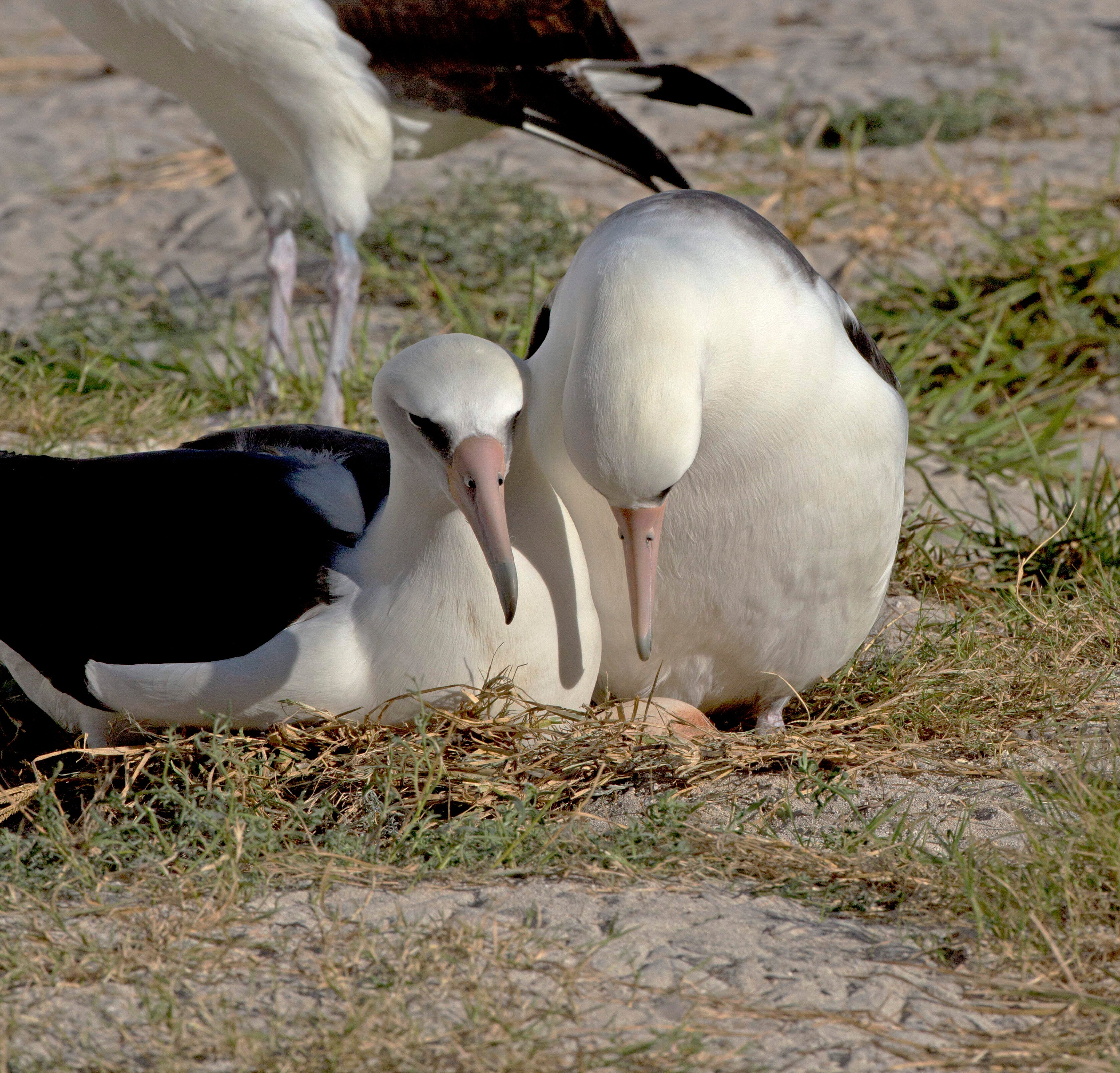 Wisdom, World's Oldest Known Wild Bird, Spotted Once Again At Age 71 ...