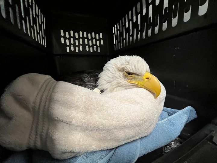 This bald eagle, seen at the University of Minnesota Raptor Center, in Minneapolis, was likely poisoned by scavenging the carcasses of euthanized animals that were improperly disposed of at a Minnesota landfill.