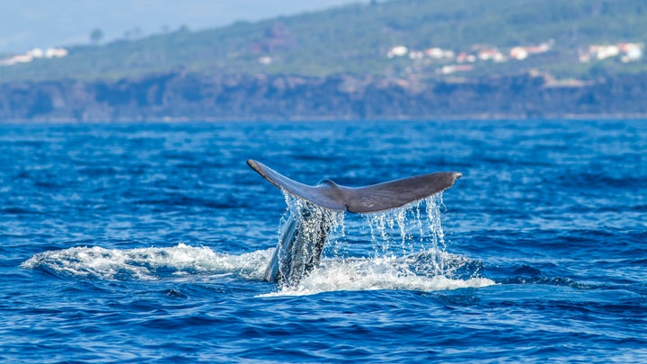 Caudal fin of Sperm whale (Physeter macrocephalus), Pico island, Azores.