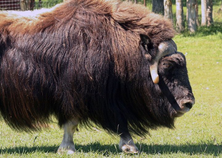 Muskoxen are stocky, long-haired animals with slight shoulder humps and horns and can weigh up to 800 pounds.