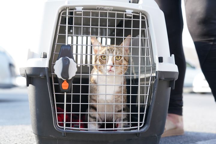 Dave was inspected by a local vet before he could leave Qatar for four months of quarantine.