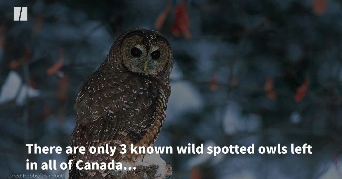 Owl Protection Conservation Groups Call For Greater Protection For Endangered Owl ...