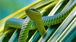 ヘビにはクリトリスがあった。しかも2つも。科学者が衝撃の発見