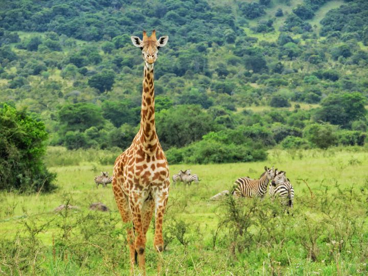 A giraffe in Akagera National Park in Rwanda, Africa