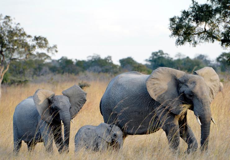 Family of elephants wandering the grasslands of the Kafue National Park, Zambia, Africa.