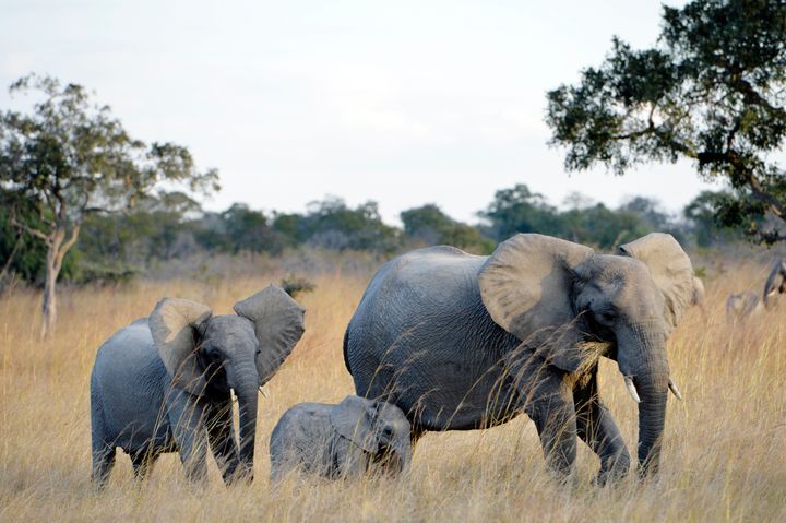 Family of elephants wandering the grasslands of the Kafue National Park, Zambia, Africa.