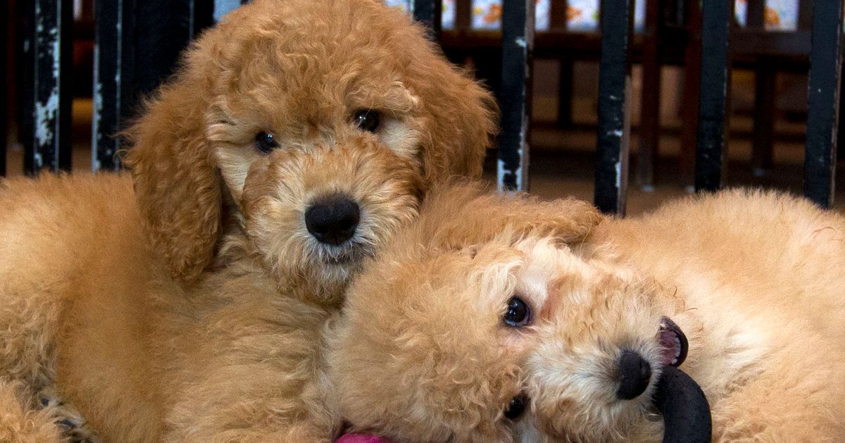 New York Law Bans Pet Stores From Selling Dogs, Cats And Rabbits
