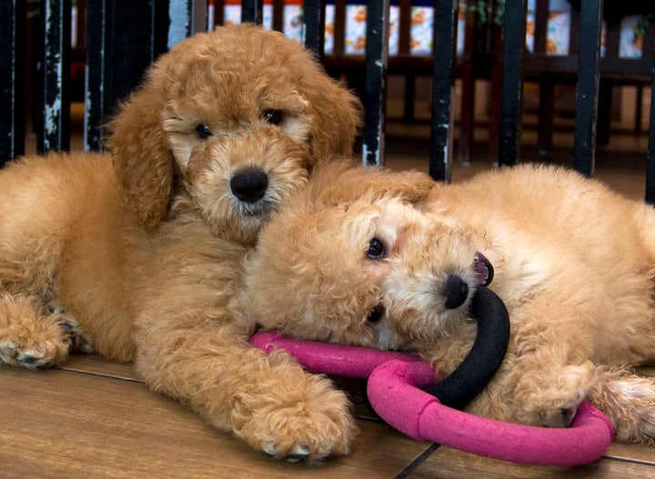 FILE - Puppies play in a cage at a Maryland pet store in 2019. New York has become the latest state to ban the sale of cats, dogs, and rabbits in pet stores in an attempt to target commercial breeding operations decried by critics as “puppy mills.” The new law, signed by Gov. Kathy Hochul on Thursday, will take effect in 2024.