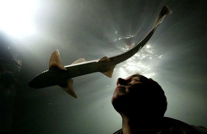 Ένας καρχαρίας κολυμπά μέσα στο ενυδρείο του Βερολίνου "Dom Aquaree" στις 25 Νοεμβρίου 2003. Αρκετές εκατοντάδες διαφορετικά είδη εκτίθενται σε ενυδρεία για να εξηγήσουν τα θαλάσσια οικοσυστήματα και να συμβάλουν στην προστασία της θαλάσσιας ζωής. REUTERS/Fabrizio Bensch FAB