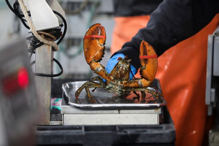A worker weighs a lobster to sort at The Lobster Co. in Arundel, Maine, on Jan. 24, 2022.