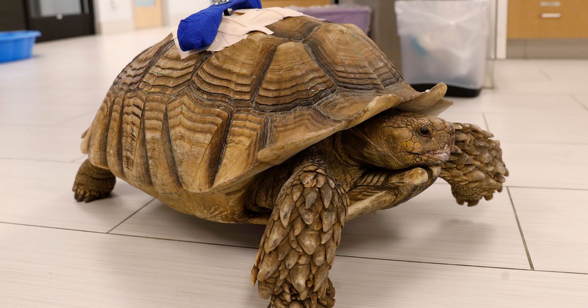 California Man Dodges Prison After Ugly Attack On Pet Tortoise