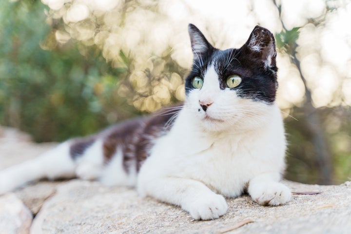Beverly Roberts, 85, and Mary Alston, 61, were arrested after they were caught feeding and trapping cats on the grounds of the Elmore County Courthouse in Alabama.