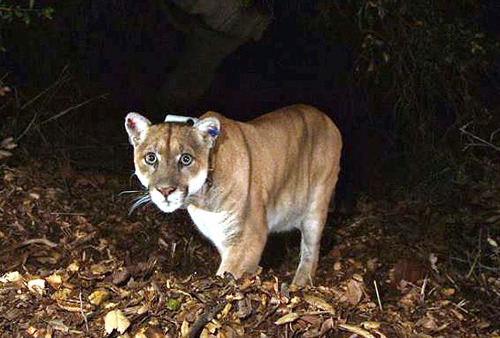 A photo of P-22 in Los Angeles' Griffith Park in 2014.