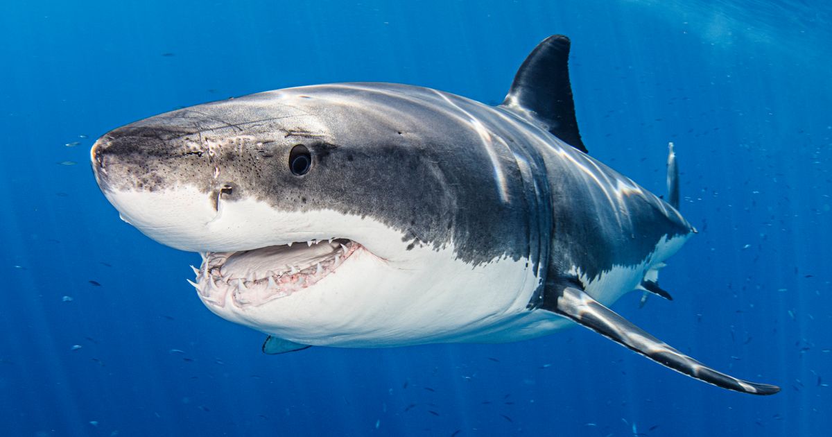 Steven Spielberg 'Truly Regrets' Decimation Of Shark Population After 'Jaws'