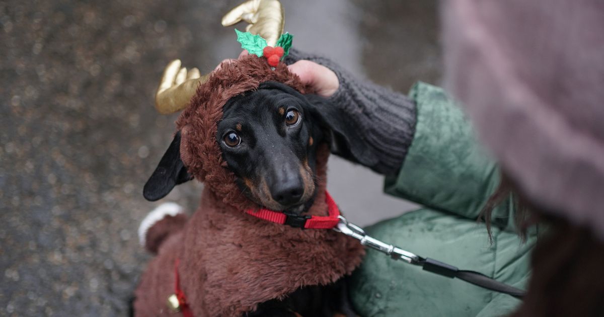 London Hyde Park Sausage Walk Pictures Are Just Too Cute HuffPost UK Life