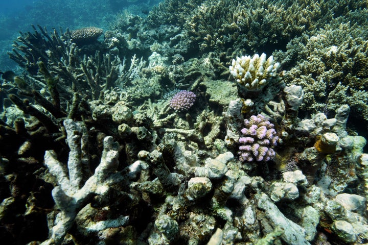 Historic Biodiversity Agreement Reached At UN Conference 1 Coral on Moore Reef is visible in Gunggandji Sea Country off coast of Queensland in eastern Australia on Nov. 13, 2022.