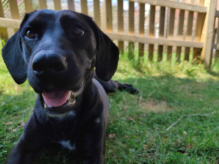 Bluebell during her days in England.