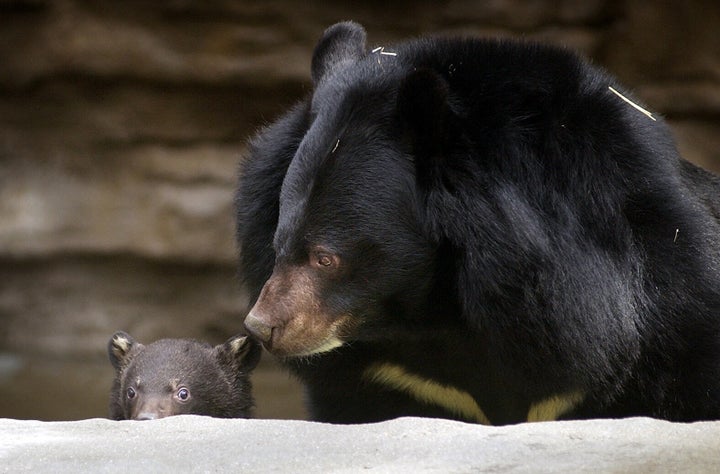 ツキノワグマの親子