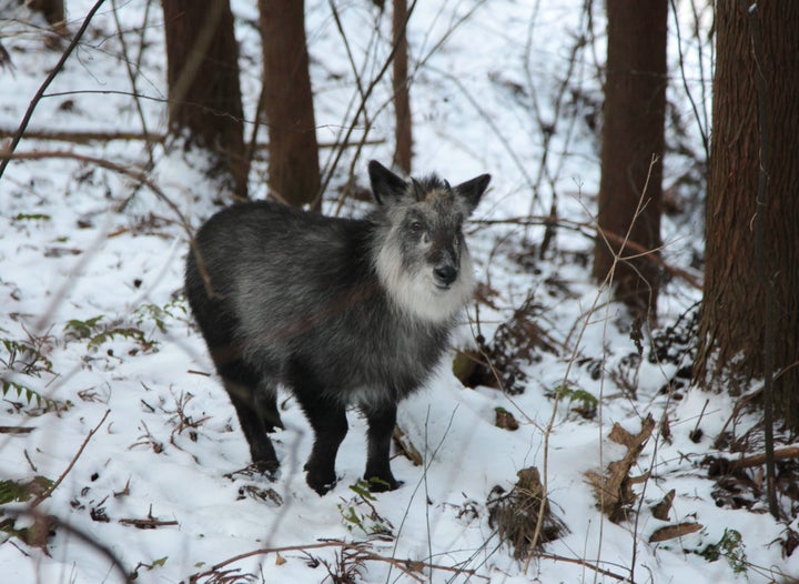 ニホンカモシカ＝長野県山ノ内町、2016年1月撮影