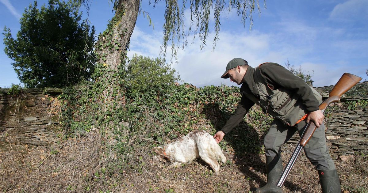 El PSOE consigue dejar fuera de la ley de bienestar animal a los perros de caza con el voto del PP
