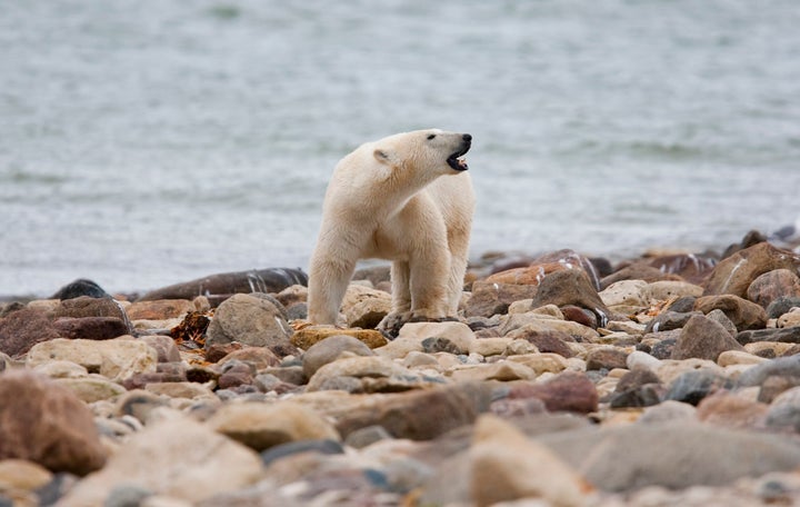 FILE - A male polar bear walks along the shore of Hudson Bay near Churchill, Manitoba in 2010. Polar bears in Canada's Western Hudson Bay — on the southern edge of the Arctic — are continuing to die in high numbers, a new government survey released on Thursday found.