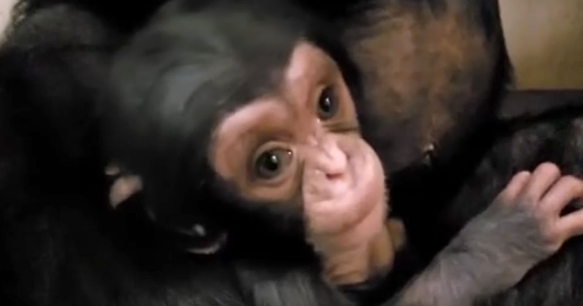 Baby Chimp Who Melted His Mother's Heart In Viral Video Is Found Dead