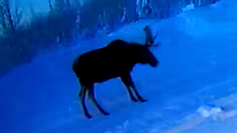 Moose on doorbell surveillance camera is about to shake off its antlers.
