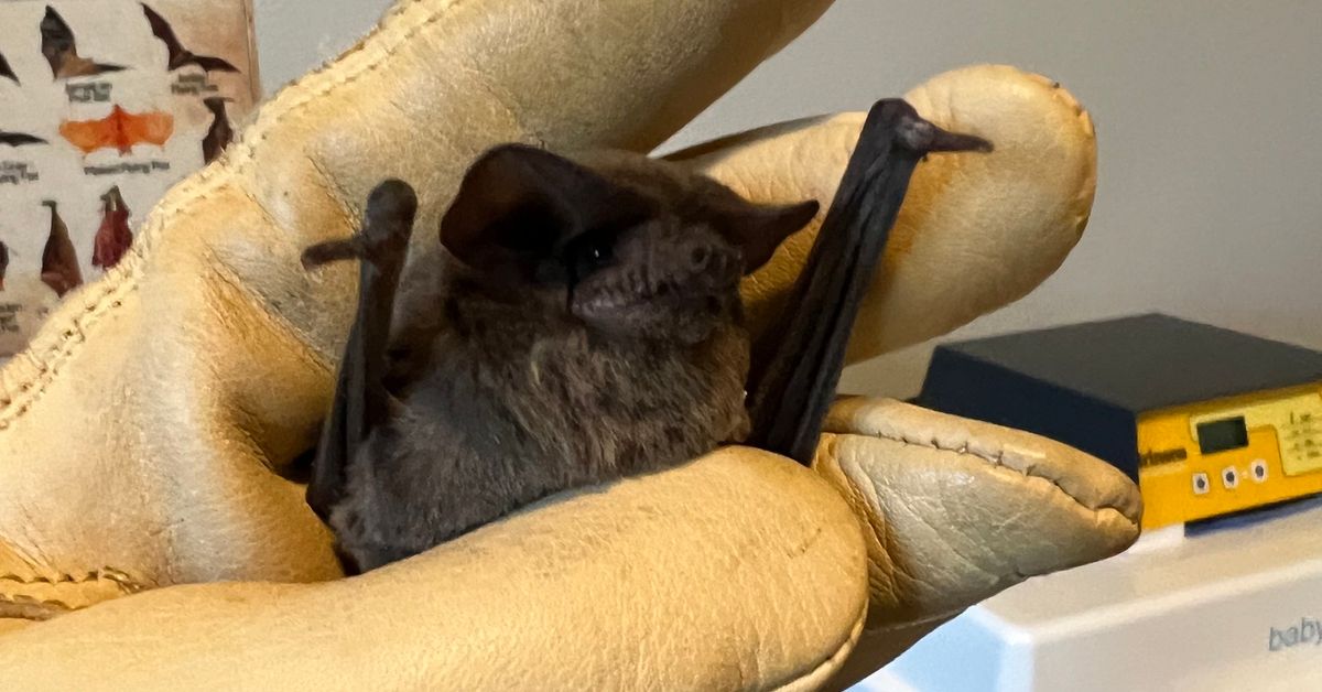More Than 1,500 Bats Rescued After Dropping To Ground In Frigid Temperatures