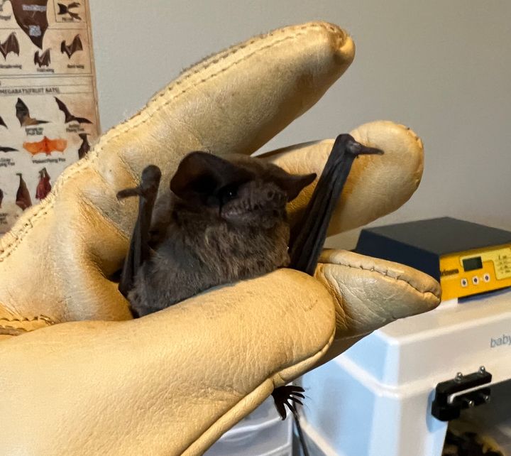 One of the many Mexican free-tailed bats receiving care after Texas' cold snap.