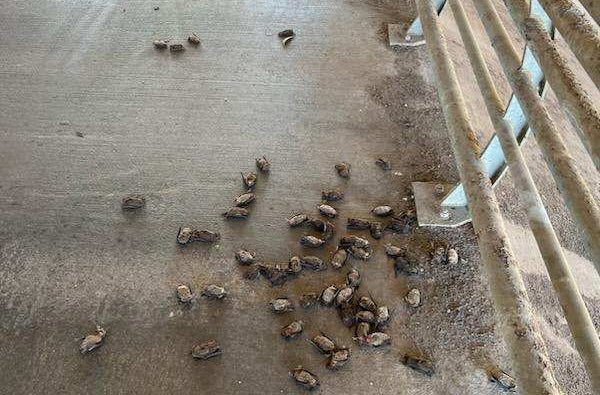 Freezing bats on the ground.