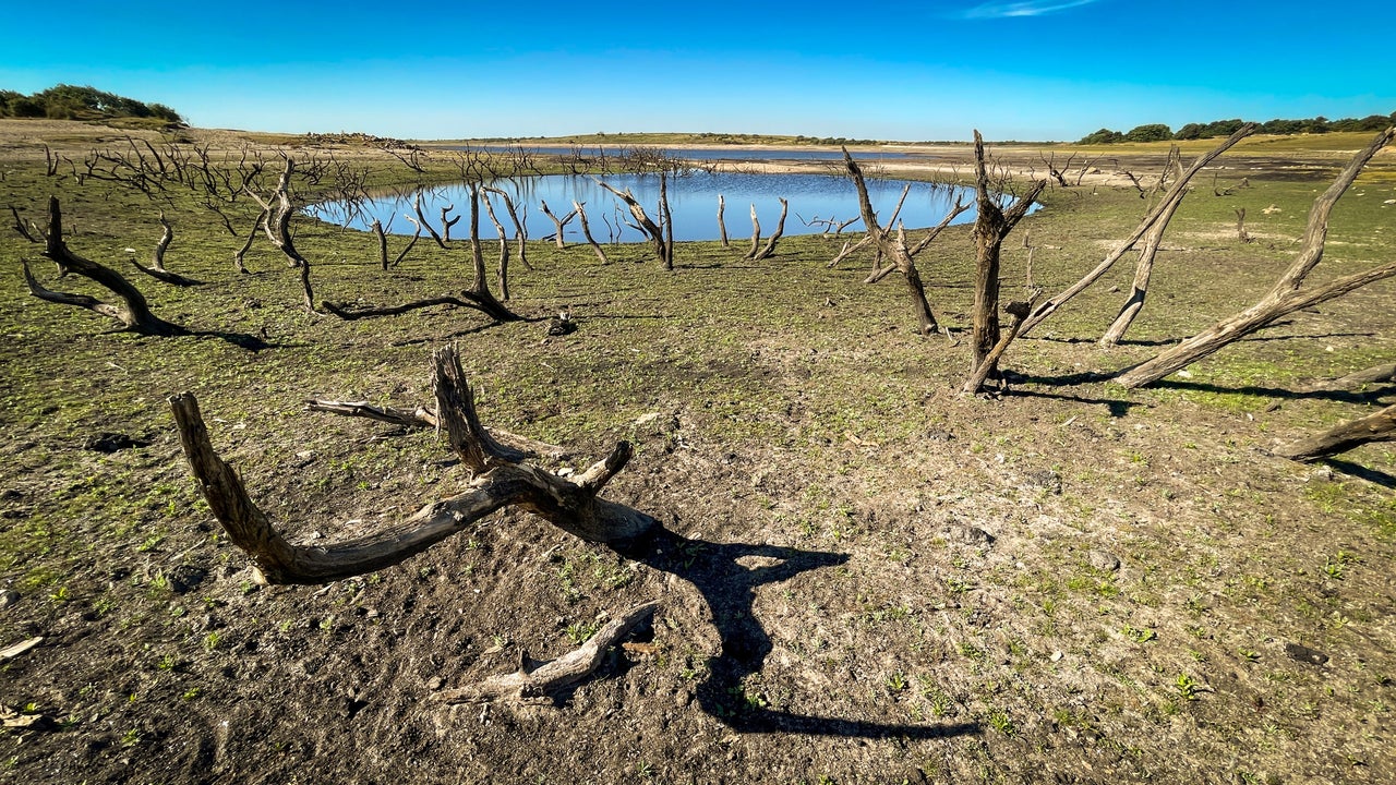 Old tree skeletons exposed due to the extremely low water levels at Colliford Lake near Bodmin, Cornwall on August 12, 2022.