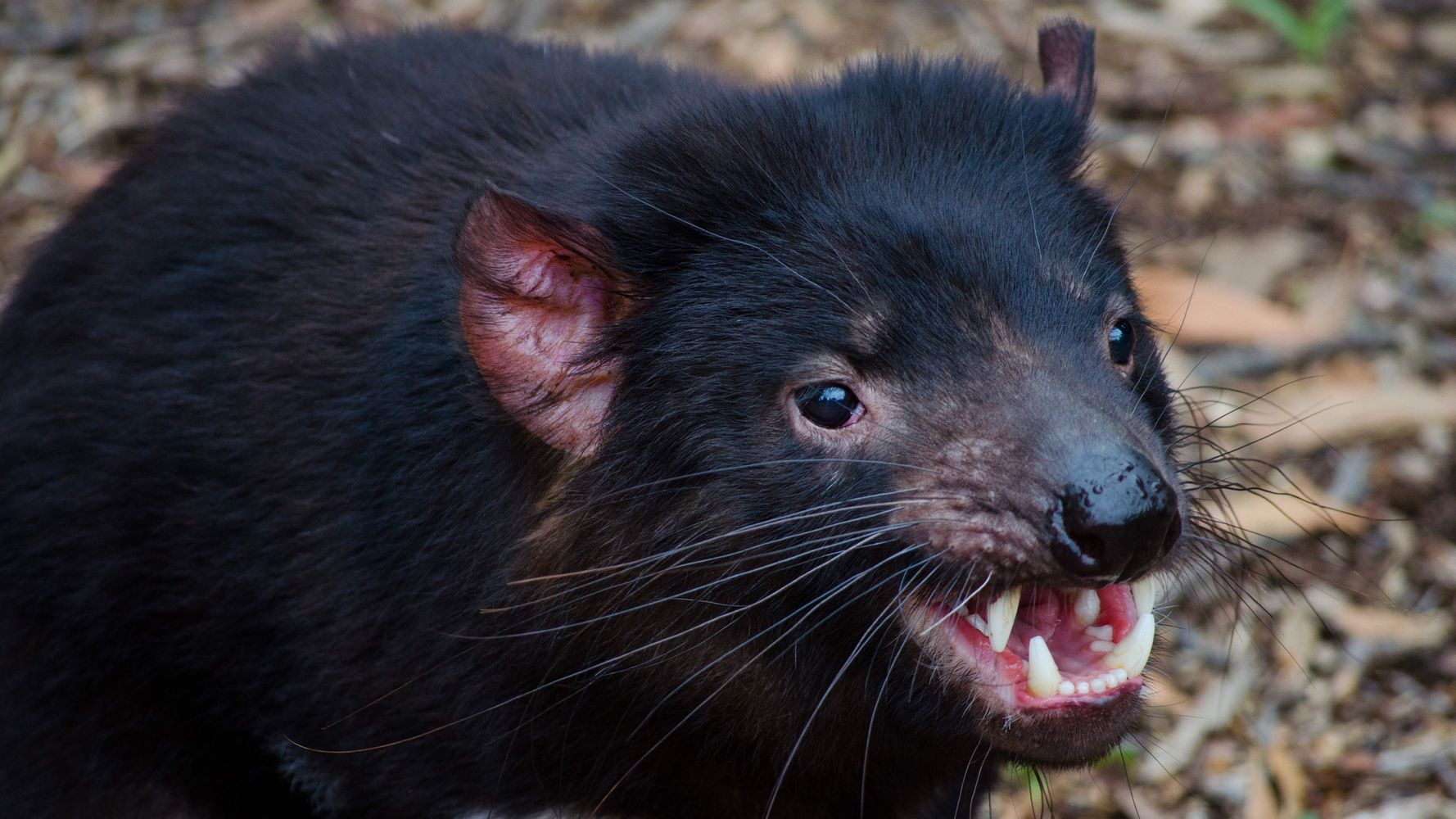What Does a Tasmanian Devil Sound Like? 