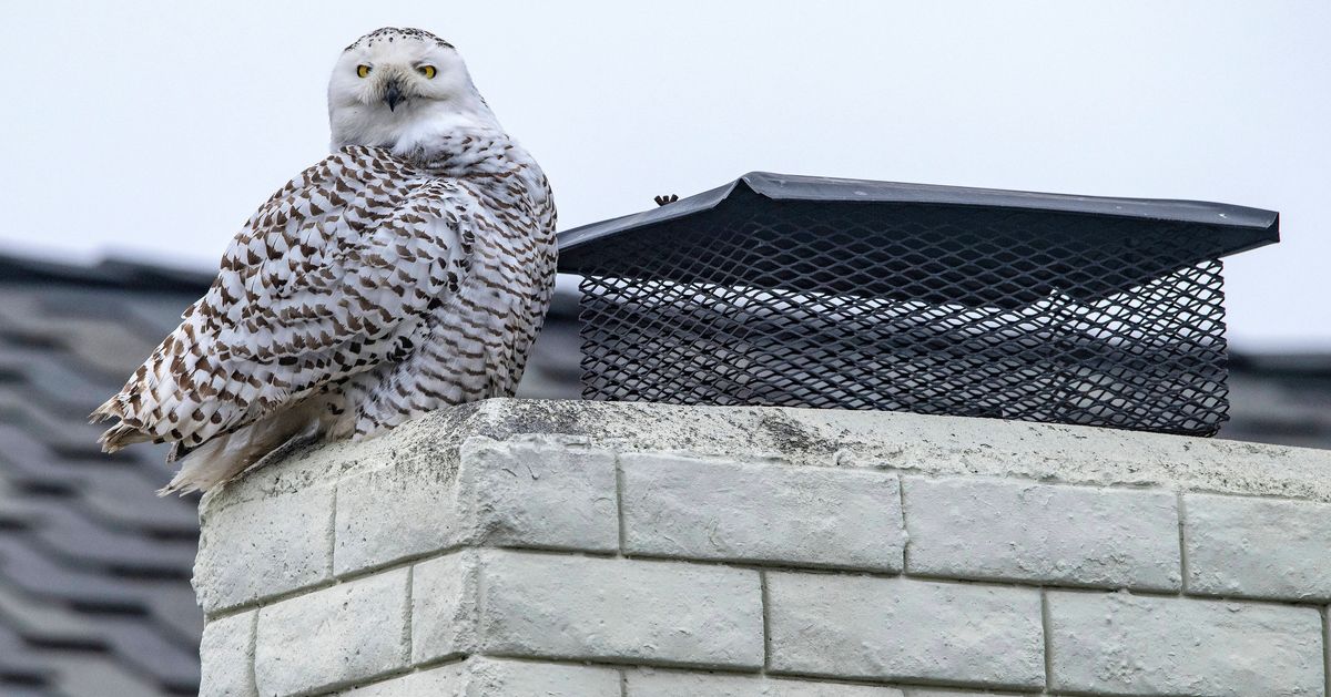 Snowy Owl Normally Seen In Arctic Found 'Vacationing' In Southern California