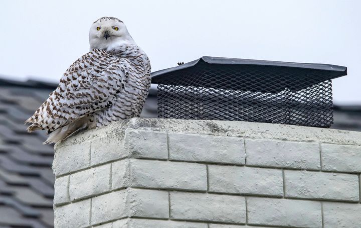 A snowy owl perches on the top of a chimney of a home in Cypress, Calif. (Mark Rightmire/The Orange County Register via AP)