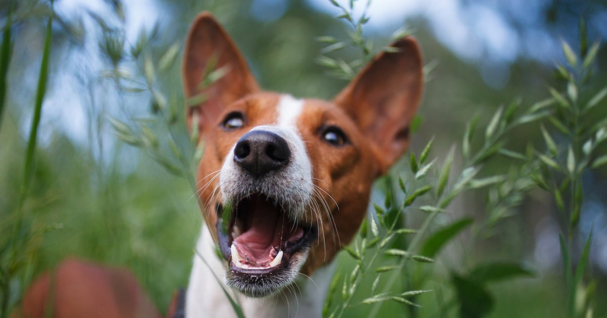 Esta es la raza de perro que menos ladra